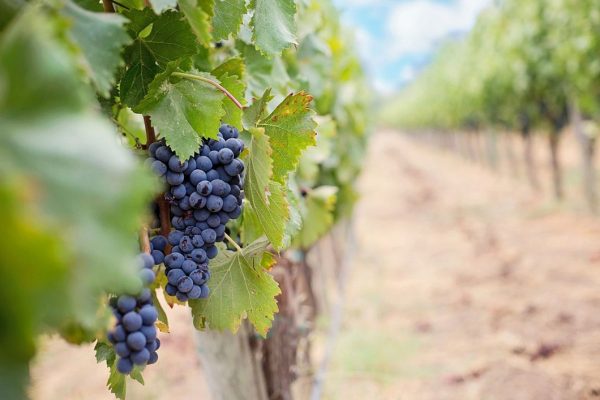 Cosa vedere a Montefalco